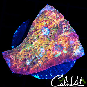 RAINBOW RIVER CHALICE