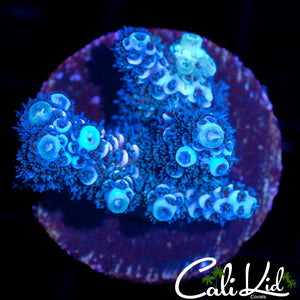 FUZZY BLUE MILLI