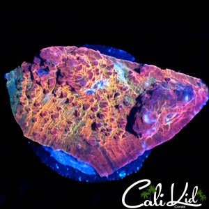 RAINBOW RIVER CHALICE