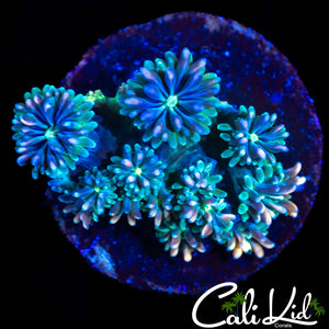 CK KALEIDOSCOPE GALAXIA