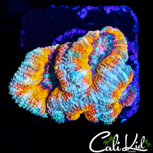 CREAMSICLE ACAN QUAD