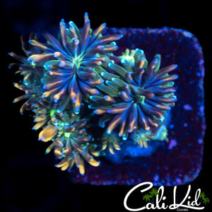 CK KALEIDOSCOPE GALAXIA