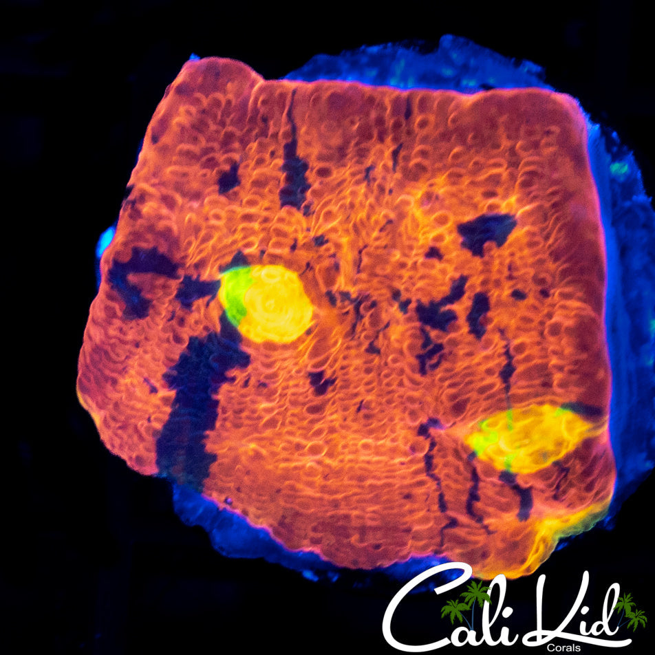 RAINBOW EYE CHALICE