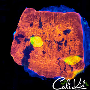 RAINBOW EYE CHALICE
