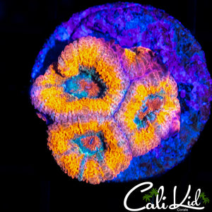 ASIAN ACAN TRIPLE