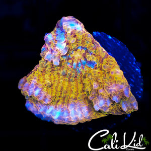 RAINBOW CONVICT CHALICE