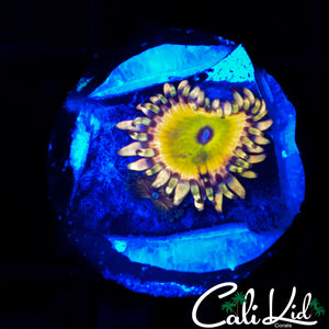 CK SATURNS RING ZOA