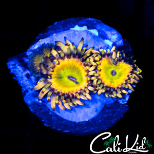 CK SATURNS RING TRIPLE