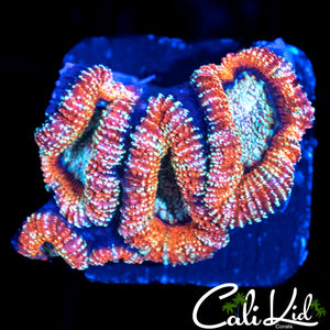 PATCHWORK ACAN