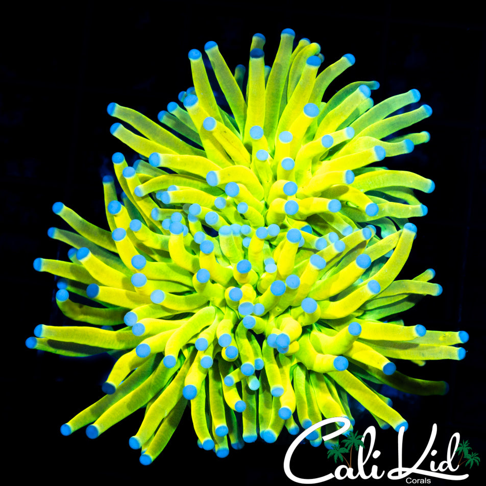 MALAYSIAN MASTER TORCH