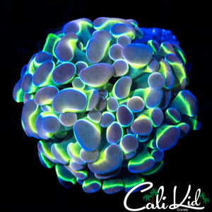 HOLOGRAM HAMMER