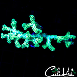 ULTRA BIRDSNEST LARGE FRAG