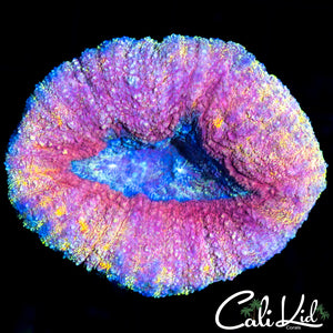PASTEL RAINBOW LOBO