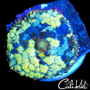 STAINED GLASS RHODACTIS