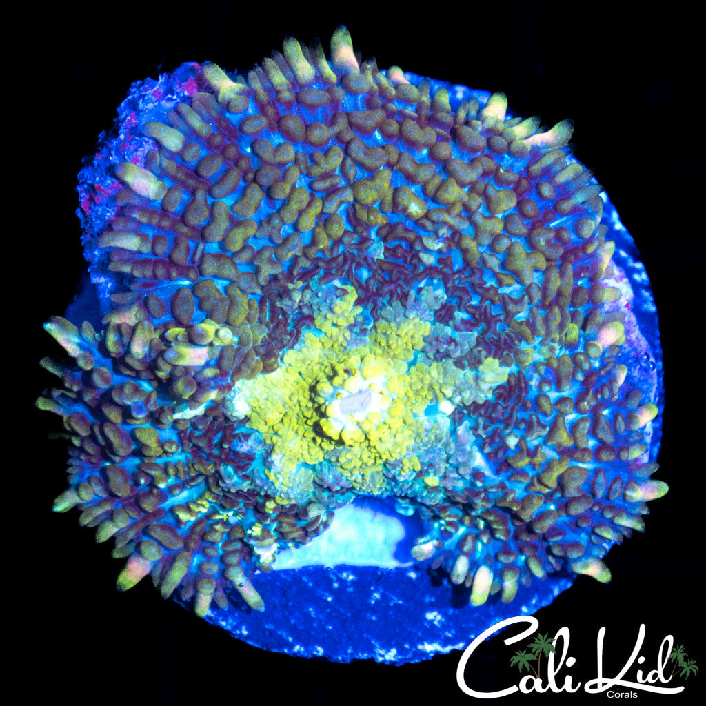 ULTRA RAINBOW RHODACTIS