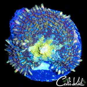 ULTRA RAINBOW RHODACTIS