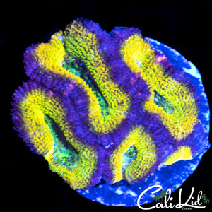 CK LEMON HEAD ACAN QUAD
