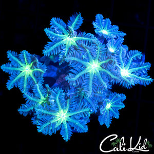 ULTRA CLOVE POLYP