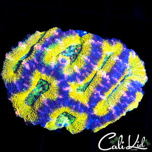 CK LEMON HEAD ACAN MINI COLONY