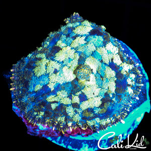 STAINED GLASS RHODACTIS