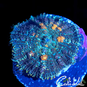 ORANGE BUBBLE RHODACTUS