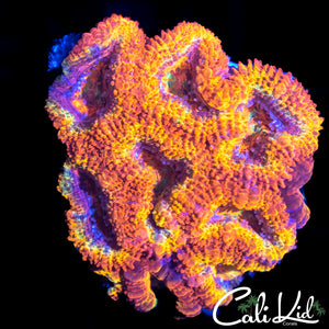 ULTIMATE RAINBOW ACAN MINI COLONY