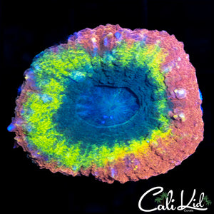 RAINBOW SWIRL LOBO