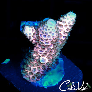 MULTI COLOR MILLI FRAG