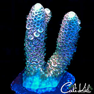 RAINBOW PASSION MILLI