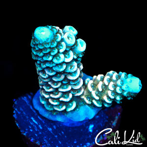 BI COLOR MILLI FRAG