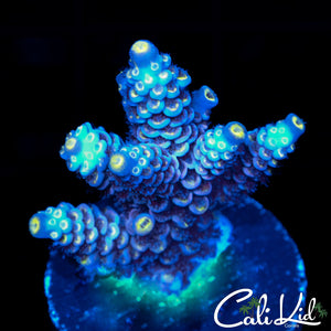 VIBRANT RAINBOW TENIUS