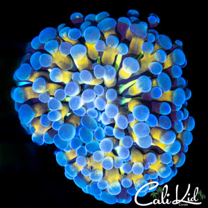 GOLDEN BRANCHING CRISTATA