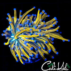 MEDUSA TORCH
