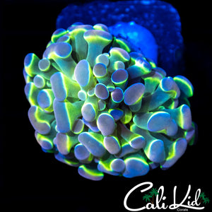 HOLOGRAM HAMMER