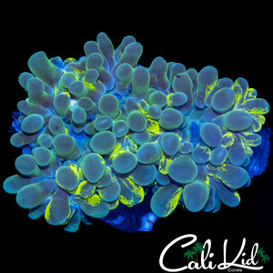 SPLATTER BUBBLE CORAL FRAG