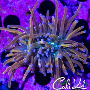 INDO GOLD TORCH