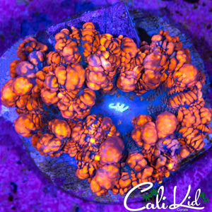 AMAZING RHODACTIS BOUNCE MUSHROOM