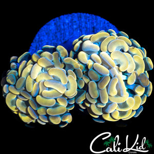 GOLDEN BRANCHING HAMMER DOUBLE