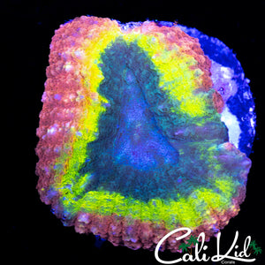 RAINBOW RIM LOBO