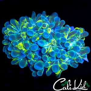 SPLATTER BUBBLE CORAL FRAG