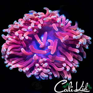 LONG TENTACLE TWO TONE PINK ANEMONE