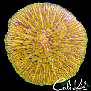 RARE GOLDEN FUNGIA