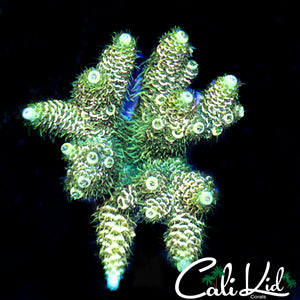RAINBOW MILLI CHUNK