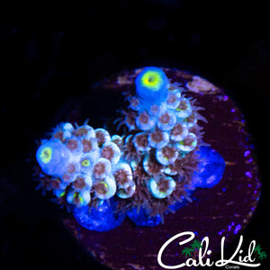 MINI RAINBOW TENIUS