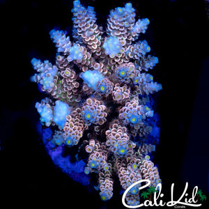BEAUTIFUL RAINBOW TENIUS COLONY