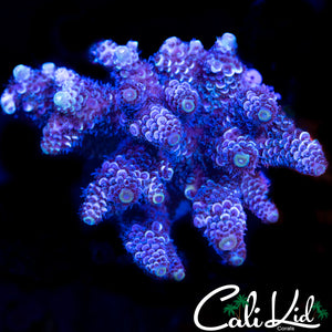 BLUEBERRY MILLI COLONY