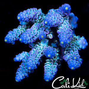 RAINBOW TENIUS COLONY
