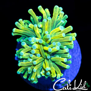 MELLOW YELLOW TORCH