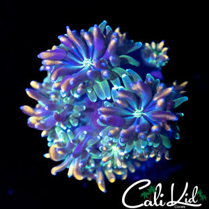 CK KALEIDOSCOPE GALAXIA