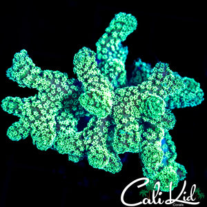 ULTRA BIRDSNEST CHUNK